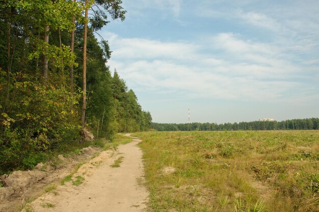 Foto weg langs het veld en dennenbos op een zomerochtend ryazan regio rusland