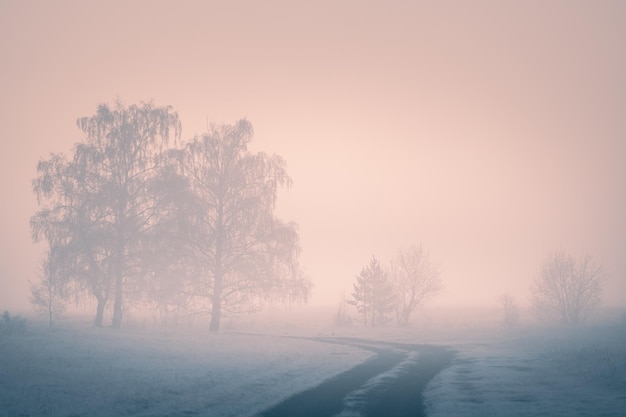 Weg met berijpte bomen in het winterbos bij mistige zonsopgang