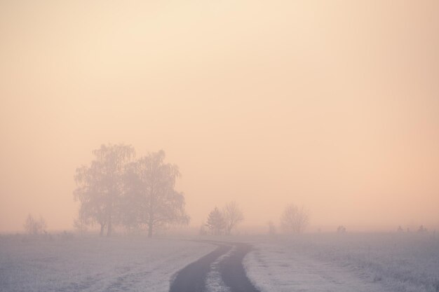 Weg met berijpte bomen in het winterbos bij mistige zonsopgang