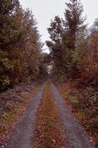 Foto weg met bruine bomen in de herfst in de aard, de herfstkleuren