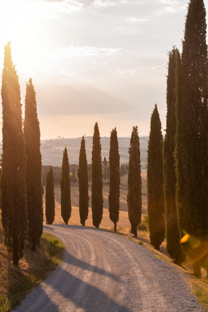 Weg met cipressen in Toscane Italië in de zomer Beroemde landschappelijke en toeristische bestemming