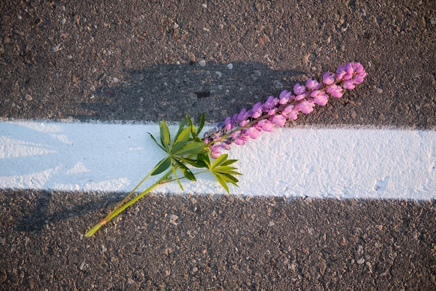 Weg met witte streepmarkeringen en een eenzame lupinebloem