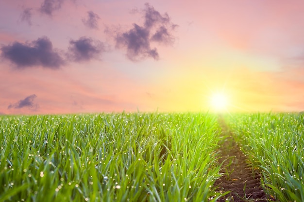 Weg naar de zon fris gras met dauwdruppels die uitkijken op kleurrijke lucht