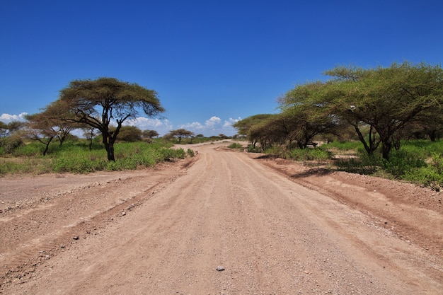 Weg naar dorp van Bosjesmannen, Afrika