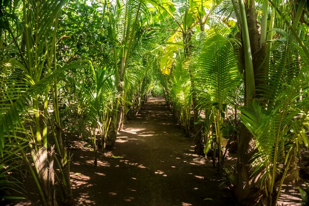 Weg omgeven door bomen