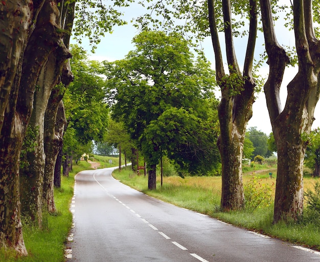 Foto weg onder de platanen door