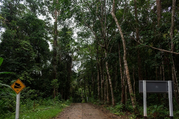 Foto weg passeert grote boom in de jungle.