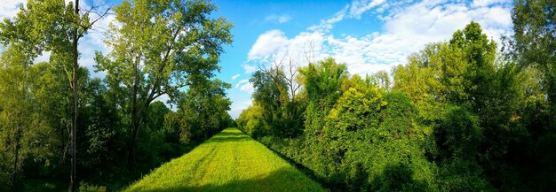 Foto weg te midden van bomen in het park tegen de lucht