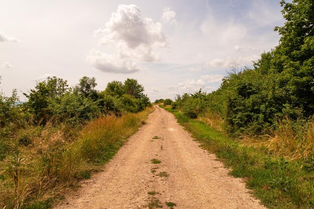 Weg te midden van bomen tegen de lucht