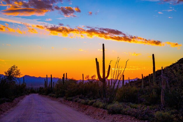 Foto weg te midden van cactussen tegen de hemel bij zonsondergang