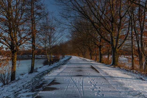 Foto weg te midden van naakte bomen