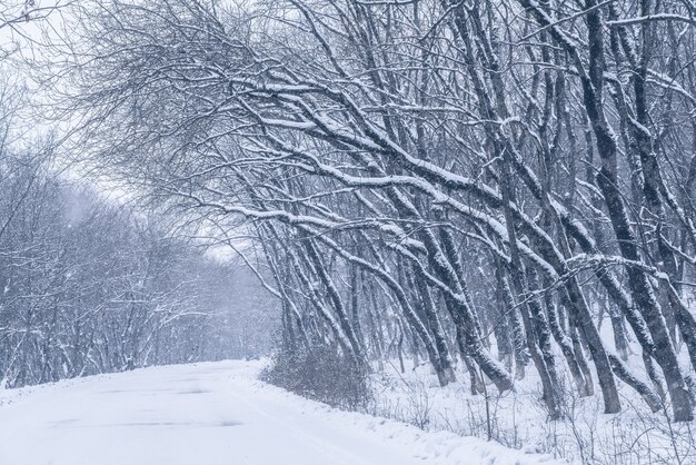 Weg tussen de bomen in een besneeuwd bos