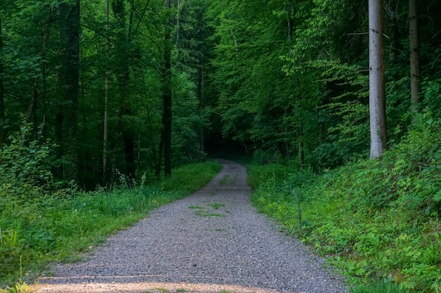 Weg tussen de bomen in het bos