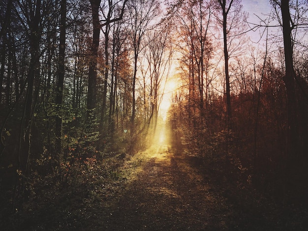 Weg tussen de bomen in het bos