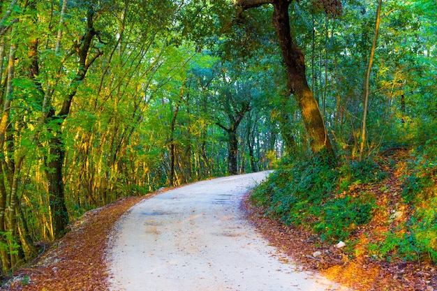 Weg tussen de bomen in het bos