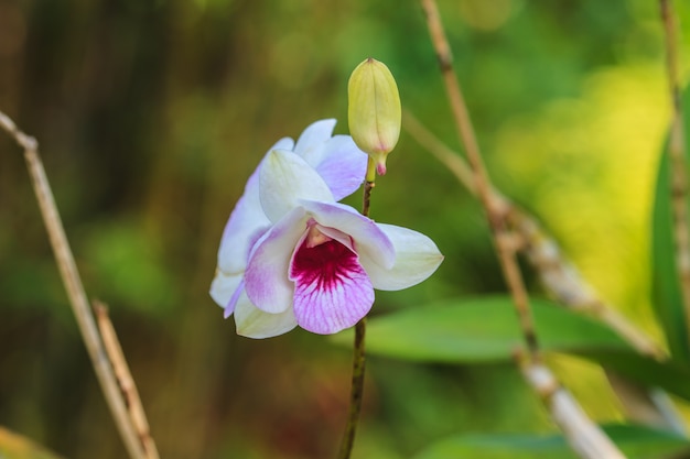 Weggeschoten orchideebloemen in tuin