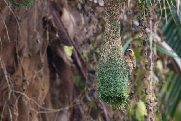 Weggeschoten Wever (ploceus manyar) rustend op een tak in bos