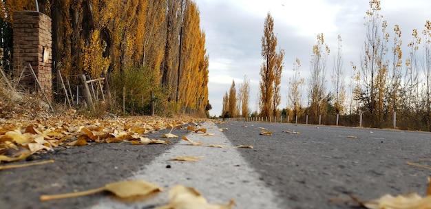 Foto weglandschap met populieren in de herfst