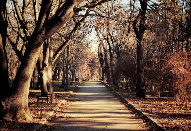 Wegmanier in een stadspark in de herfst