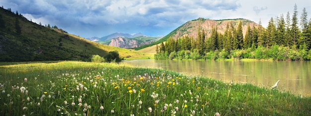 Weide aan de rivier tegen de achtergrond van de bergen, altai