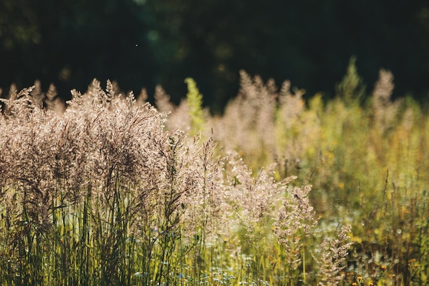 Weide in avondzonlicht met zwarte natuurlijke achtergrond