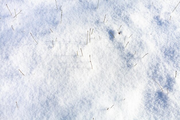 Weide in bos bedekt met sneeuw in de lente