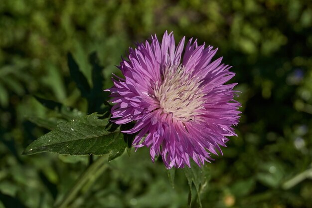 Weide korenbloem lat Centaurea jacea bloeit in de tuin