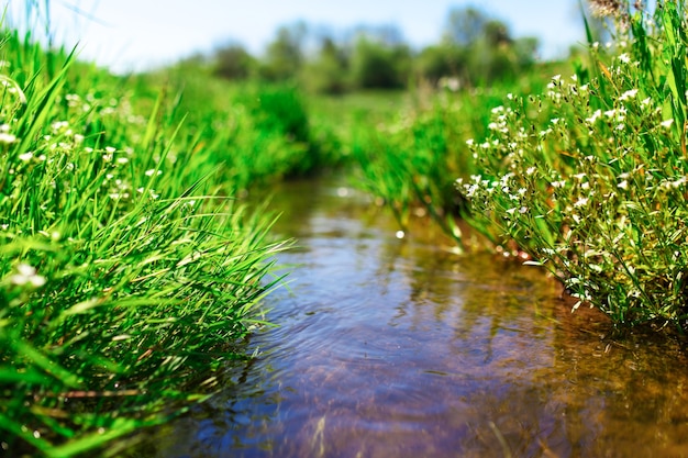 Weide kreek met groen gras, zomer, close-up foto