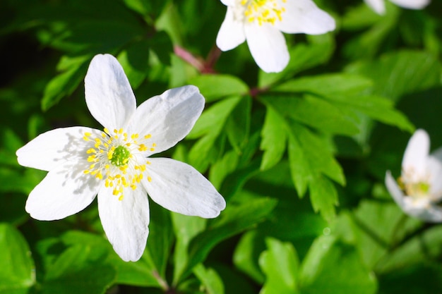 Weide met Anemone sylvestris.