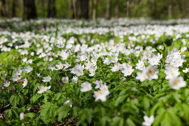 Weide met Anemone sylvestris.