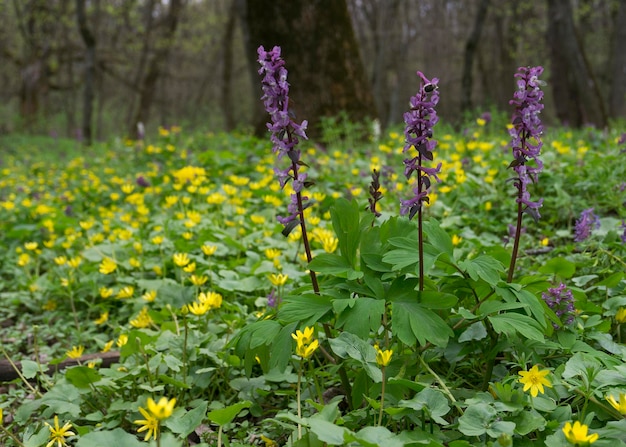 Weide met ayugabloemen in het bos