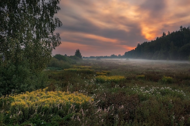 Weide met gele bloemen bij ochtendschemering tegen mist en kleurrijke hemel Dubna Rusland