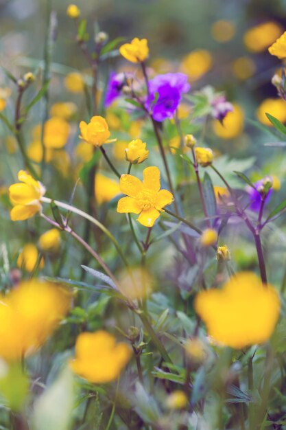 Weide met gele bloemen - eenzame bloem op de voorgrond