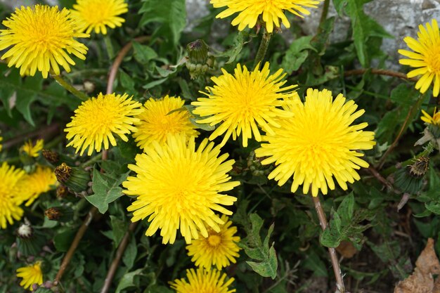 Weide met gele paardebloemen op een zonnige dagclose-up Bloemen van de lente