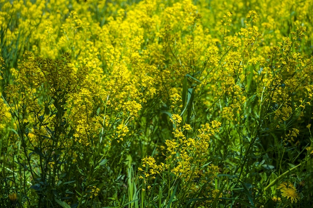 Weide met gele wilde bloemen op een zonnige dag. Bloemen van de lente. Stemming hitte zomer op het platteland