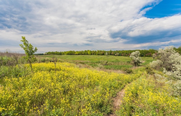 Weide met groen gras en blauwe lucht