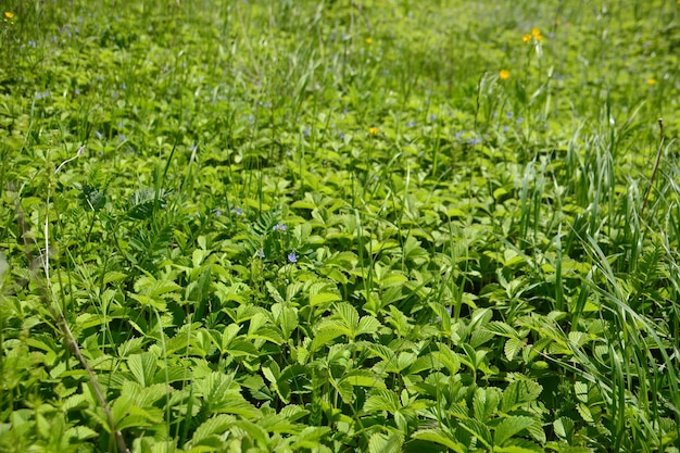 weide met groene struiken van wilde aardbei, close-up