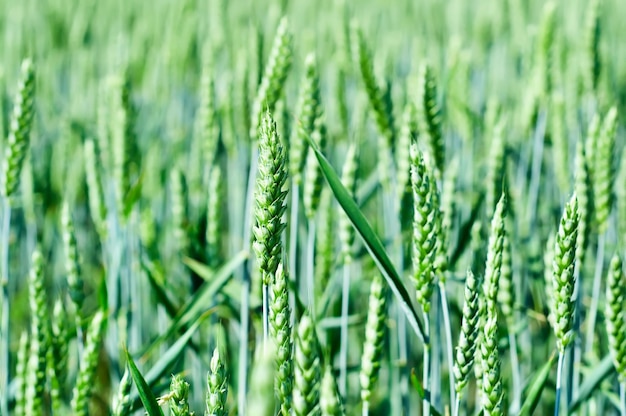 Weide met groene tarwe, ondiepe scherptediepte