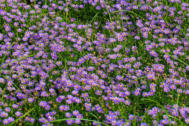 Weide met paarse madeliefjes bloemen