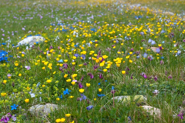 Weide met veelkleurige bloemen