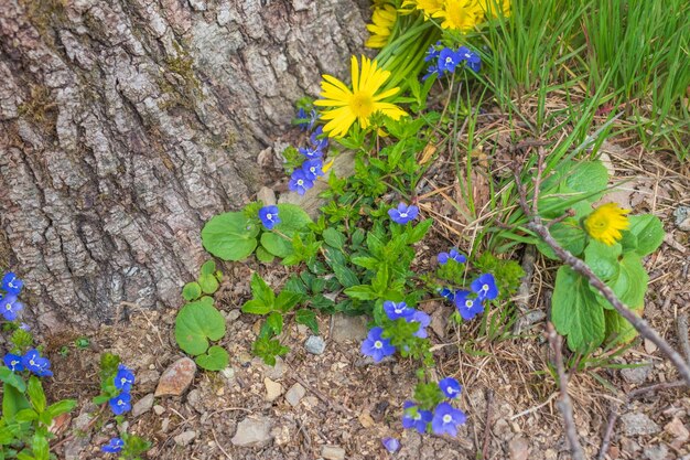 Weide plant achtergrond blauwe kleine bloemen close-up en groen gras