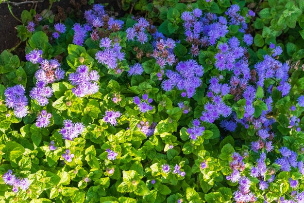 Weide plant achtergrond: blauwe kleine bloemen - vergeet-mij-nietje close-up en groen gras.