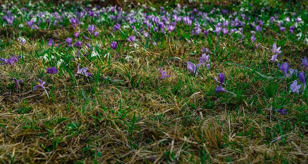 weide van bergbloemen. krokus bloem