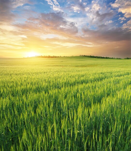 Weide van groene tarwe op zonsondergang