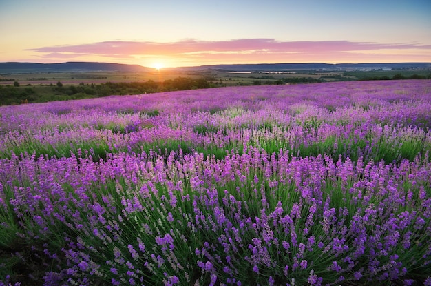 Weide van lavendel.