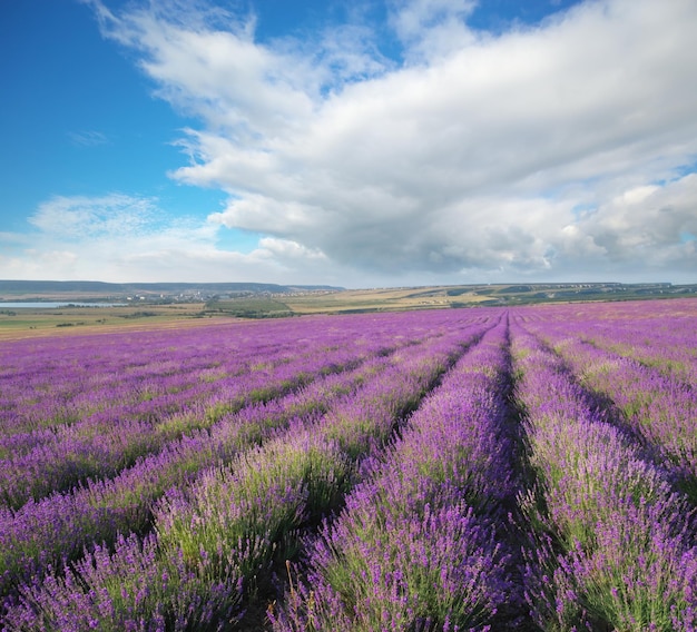 Weide van lavendel.