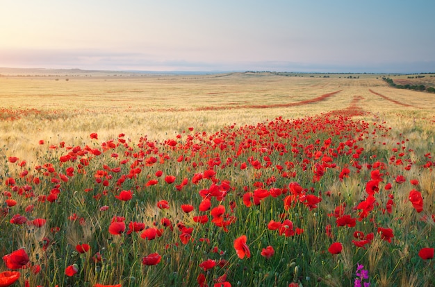 Weide van tarwe en papaver.