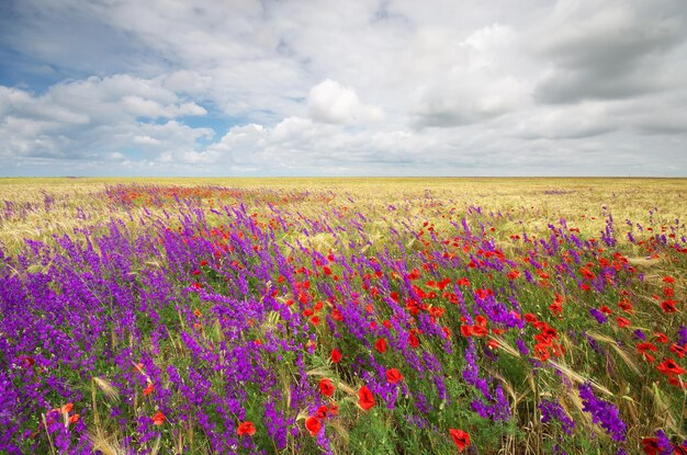 Weide van tarwe lentebloemen