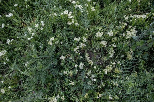 Weide van wilde bloemen Achtergrond van flora Een rel van het leven