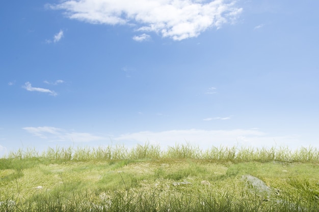 Weide veld met een blauwe hemelachtergrond